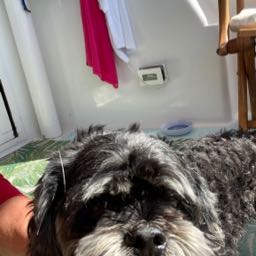 jimmy dick.balls on One Bite Pizza App