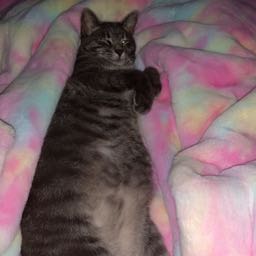 jason.hankins on One Bite Pizza App