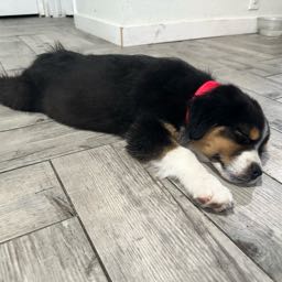 fallenteer on One Bite Pizza App