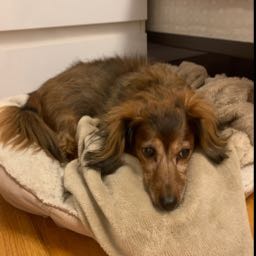 marclyndon7 on One Bite Pizza App