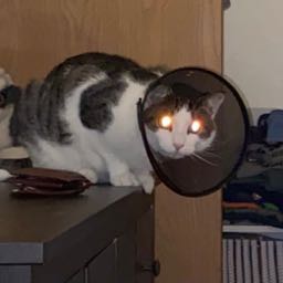 tyler.blattner on One Bite Pizza App