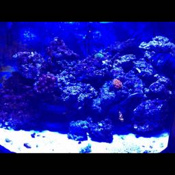 andrew.so on One Bite Pizza App