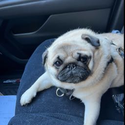 ez054098 on One Bite Pizza App