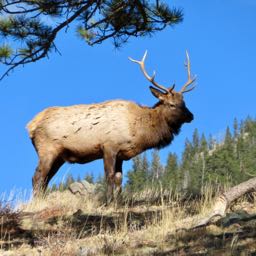 jtri on One Bite Pizza App