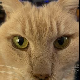 jim.wicht on One Bite Pizza App