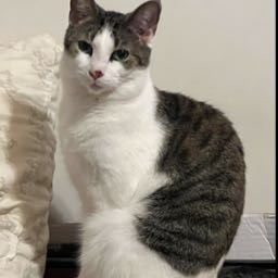 theamazingjman on One Bite Pizza App