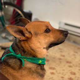 mike.wagner jr. on One Bite Pizza App