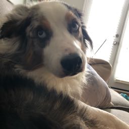 al.yasneski on One Bite Pizza App