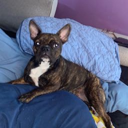 pizzababypoppa on One Bite Pizza App