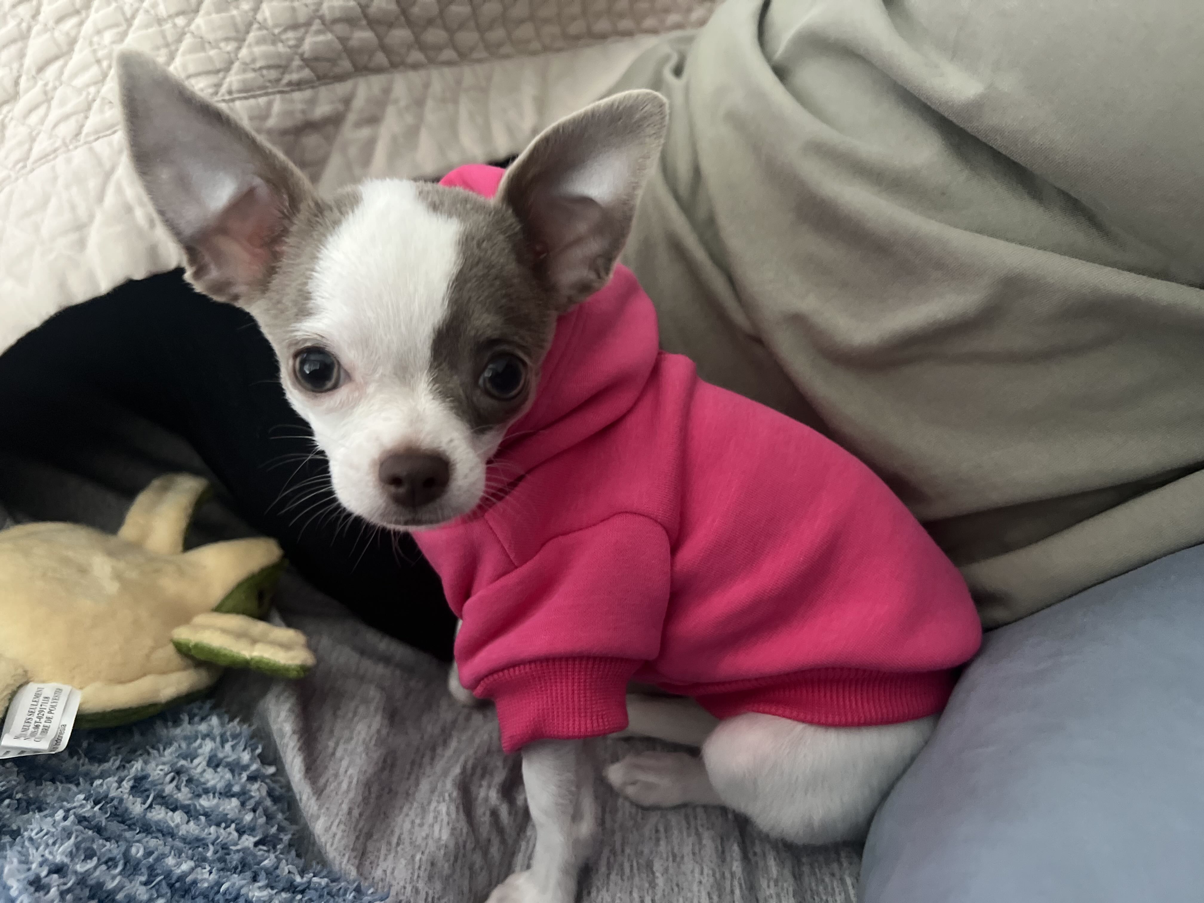 wf on One Bite Pizza App