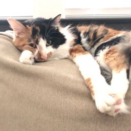 alex.hutto on One Bite Pizza App