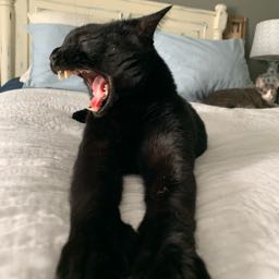 tate.skelly on One Bite Pizza App