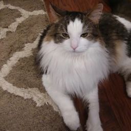 nintendods on One Bite Pizza App