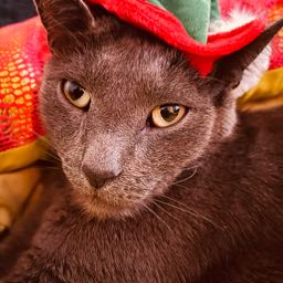 stephenwilson13 on One Bite Pizza App