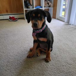 ladytayte on One Bite Pizza App