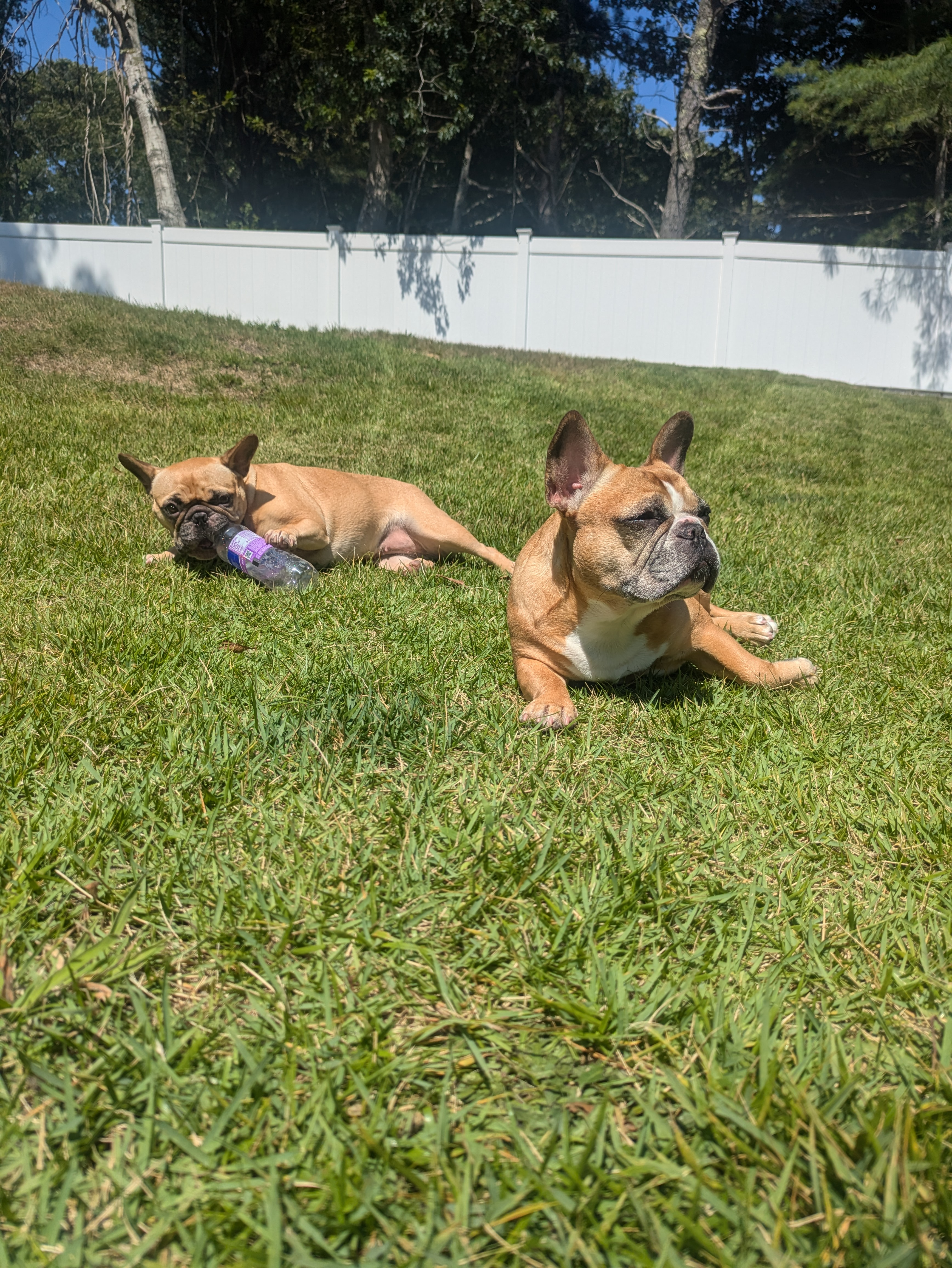 john.din on One Bite Pizza App