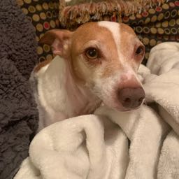 pizzacrowebar on One Bite Pizza App