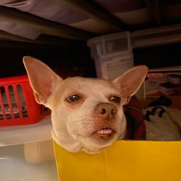 cynthia.perez1 on One Bite Pizza App