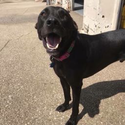 garsy4 on One Bite Pizza App