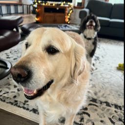 joe.marquis1 on One Bite Pizza App