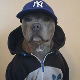 mr.pit on One Bite Pizza App