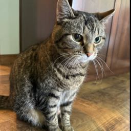 shawn.vaughan on One Bite Pizza App