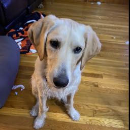 john.feeney3 on One Bite Pizza App