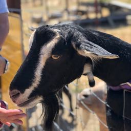 petergozinya on One Bite Pizza App