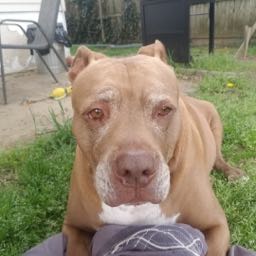 joseph.selensky on One Bite Pizza App