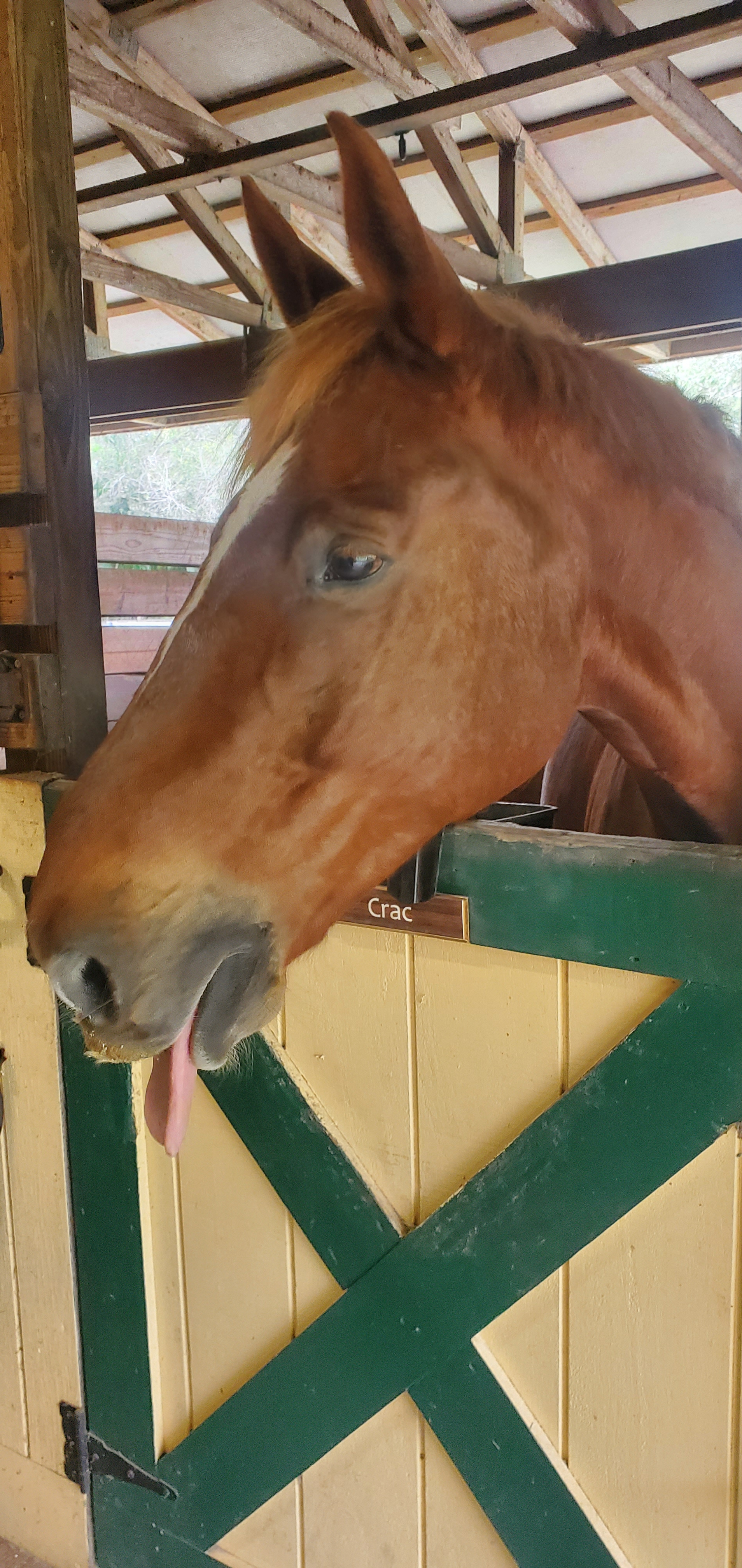 myles.cawley on One Bite Pizza App